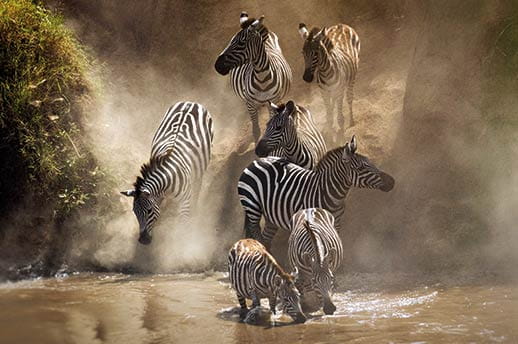 Zebra in Kenya during the Great Migration